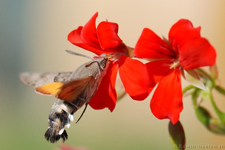 ENE-20090906-0535.jpg - [nl] Kolibrievlinder ( Macroglossum stellatarum )  Les Bassets, Vareilles, Frankrijk[en] Hummingbird Hawk-moth ( Macroglossum stellatarum )  Les Bassets, Vareilles, France